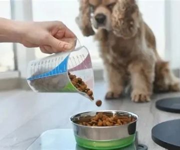 Best Dog Foods for Sensitive Skin and Coat Shine