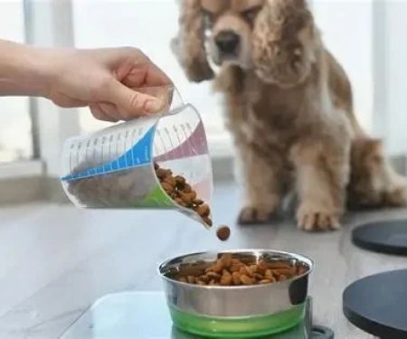 Best Dog Foods for Sensitive Skin and Coat Shine