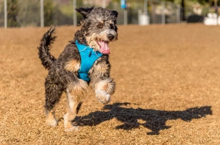 Why Do Dogs Chase Shadows at Home? Causes and Solutions