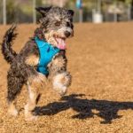 Why Do Dogs Chase Shadows at Home? Causes and Solutions