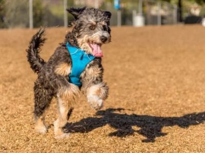 Why Do Dogs Chase Shadows at Home? Causes and Solutions