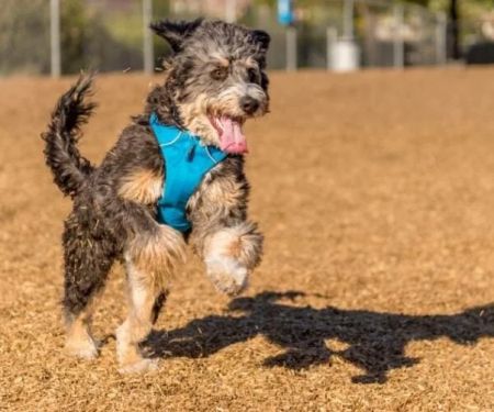 Why Do Dogs Chase Shadows at Home? Causes and Solutions