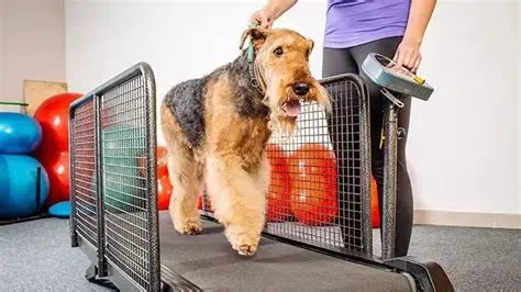 How to Prevent Dog Obesity Before It Starts