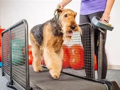 How to Prevent Dog Obesity Before It Starts