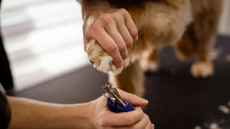 How to Trim Your Dog’s Nails Without Stress: Safe, Calm Grooming Guide