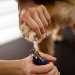 How to Trim Your Dog’s Nails Without Stress: Safe, Calm Grooming Guide