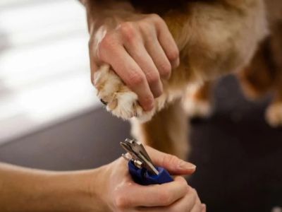How to Trim Your Dog’s Nails Without Stress: Safe, Calm Grooming Guide