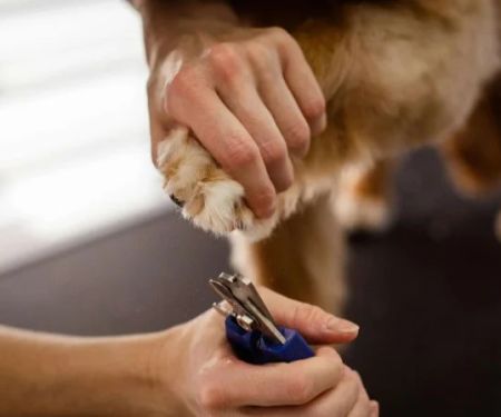 How to Trim Your Dog’s Nails Without Stress: Safe, Calm Grooming Guide