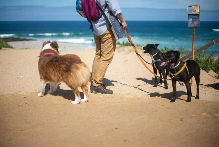 Dog Playtime Ideas to Build Strong Bonds