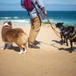 Dog Playtime Ideas to Build Strong Bonds