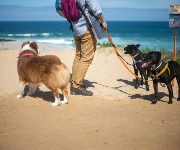 Dog Playtime Ideas to Build Strong Bonds