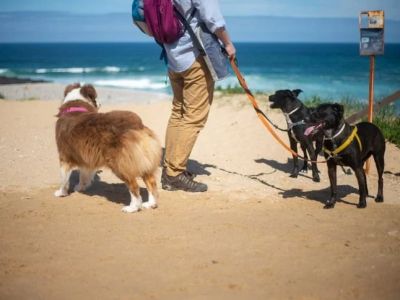 Dog Playtime Ideas to Build Strong Bonds