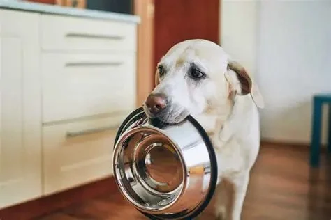 How to Build a Diet Plan for Overweight Dogs
