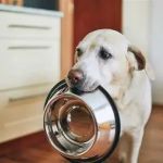 How to Build a Diet Plan for Overweight Dogs