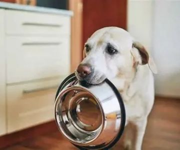How to Build a Diet Plan for Overweight Dogs