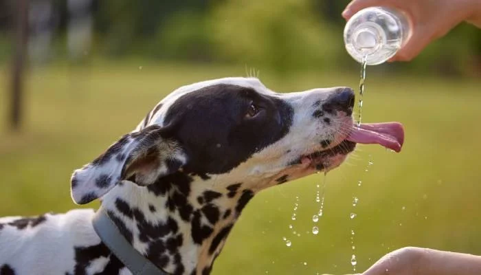 How to Keep Your Dog Safe in Hot Weather