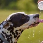 How to Keep Your Dog Safe in Hot Weather