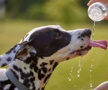 How to Keep Your Dog Safe in Hot Weather