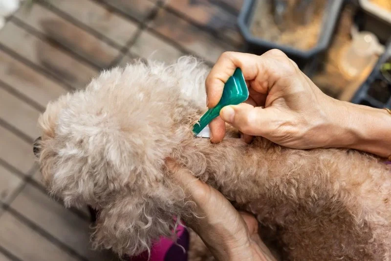 Best Flea Treatments Safe for Puppies: Vet-Approved Guide