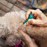 Best Flea Treatments Safe for Puppies: Vet-Approved Guide