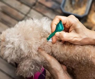 Best Flea Treatments Safe for Puppies: Vet-Approved Guide