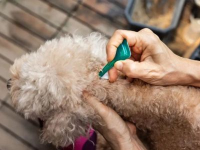 Best Flea Treatments Safe for Puppies: Vet-Approved Guide