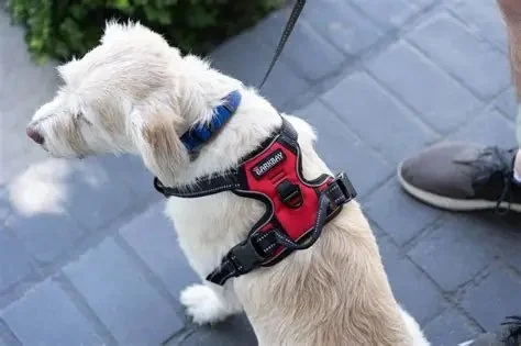 Best Dog Harnesses With Comfortable Padding for Daily Walks & Safety