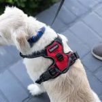 Best Dog Harnesses With Comfortable Padding for Daily Walks & Safety