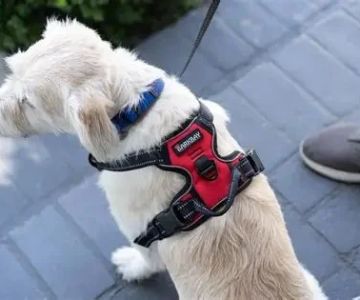 Best Dog Harnesses With Comfortable Padding for Daily Walks & Safety