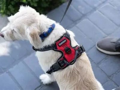 Best Dog Harnesses With Comfortable Padding for Daily Walks & Safety