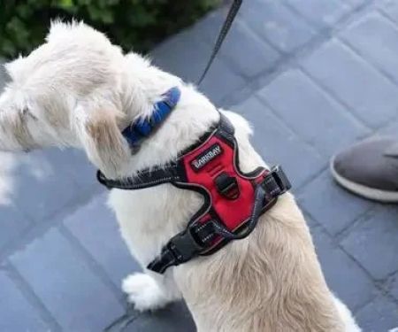 Best Dog Harnesses With Comfortable Padding for Daily Walks & Safety