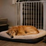 Pet Recovery After Anesthesia: Prepare a Quiet, Restricted Space