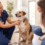 Pet Recovery Cone Fit: Reach, Food, and Safe Movement