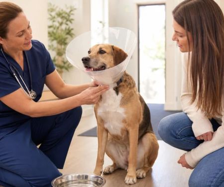 Pet Recovery Cone Fit: Reach, Food, and Safe Movement
